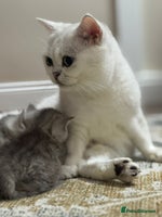 British Shorthair cats - Advert 14