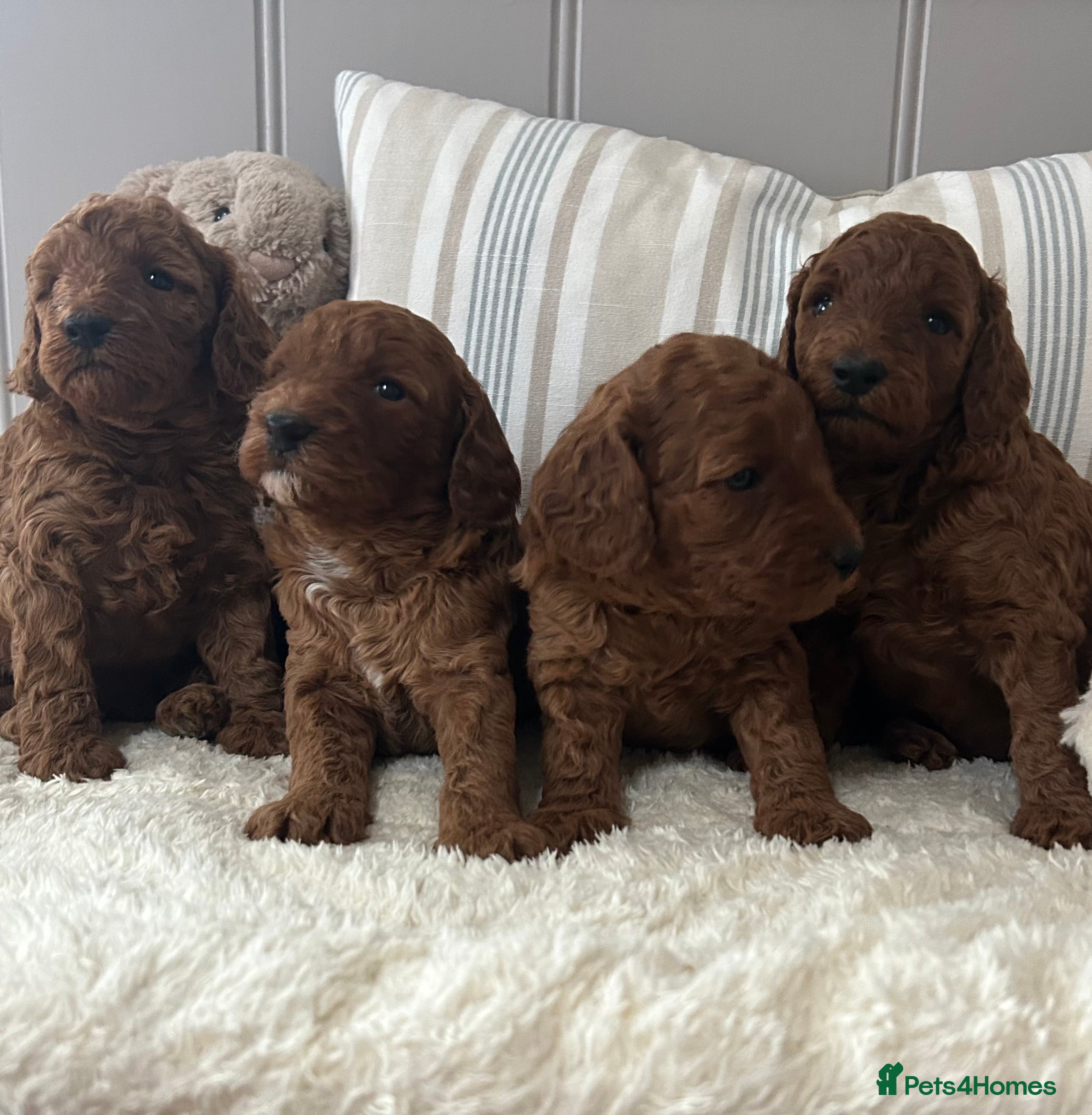Miniature Poodle dogs Beautiful KC Female Miniature Poodles Pups - Advert 4