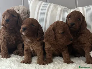 Miniature Poodle dogs Beautiful KC Female Miniature Poodles Pups - Advert 4