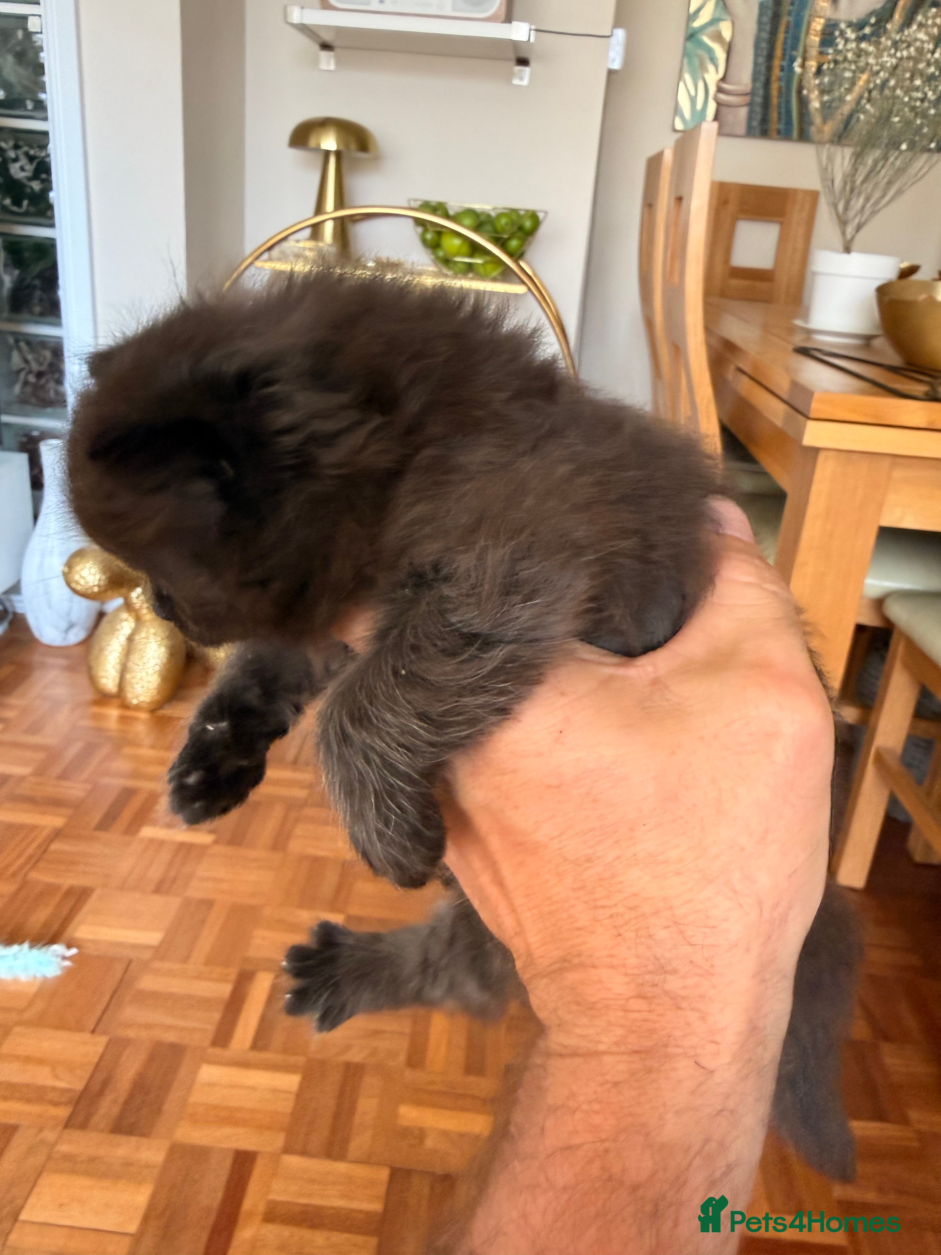 British Longhair cats for sale: Beautiful rainbow litter now available to reserve - Advert 18