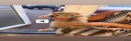 Ferret rodents for sale: ferret kits for sale  in Hereford - Advert 7