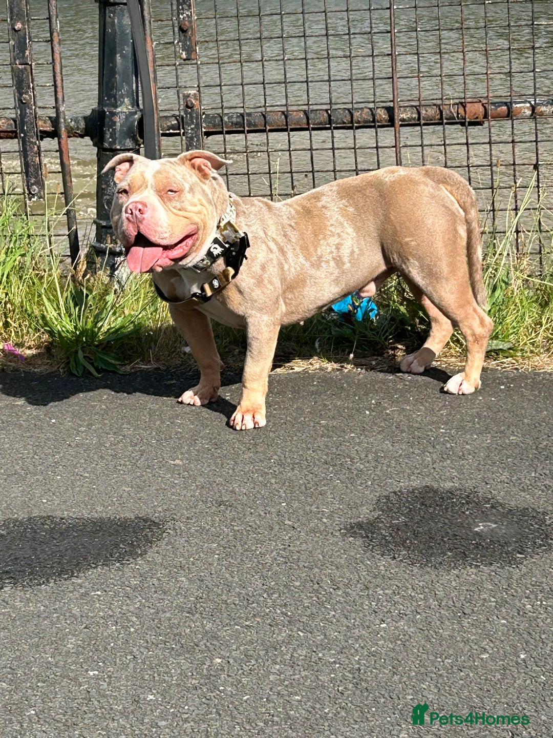 American Bully dogs for stud: Proper stud  - Image 6
