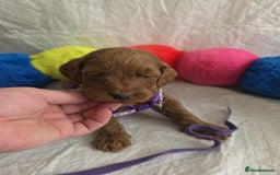 Goldendoodle dogs for sale: 👑Superb Rare Toy/Mini Deepest Red Goldendoodles👑 - Image 11