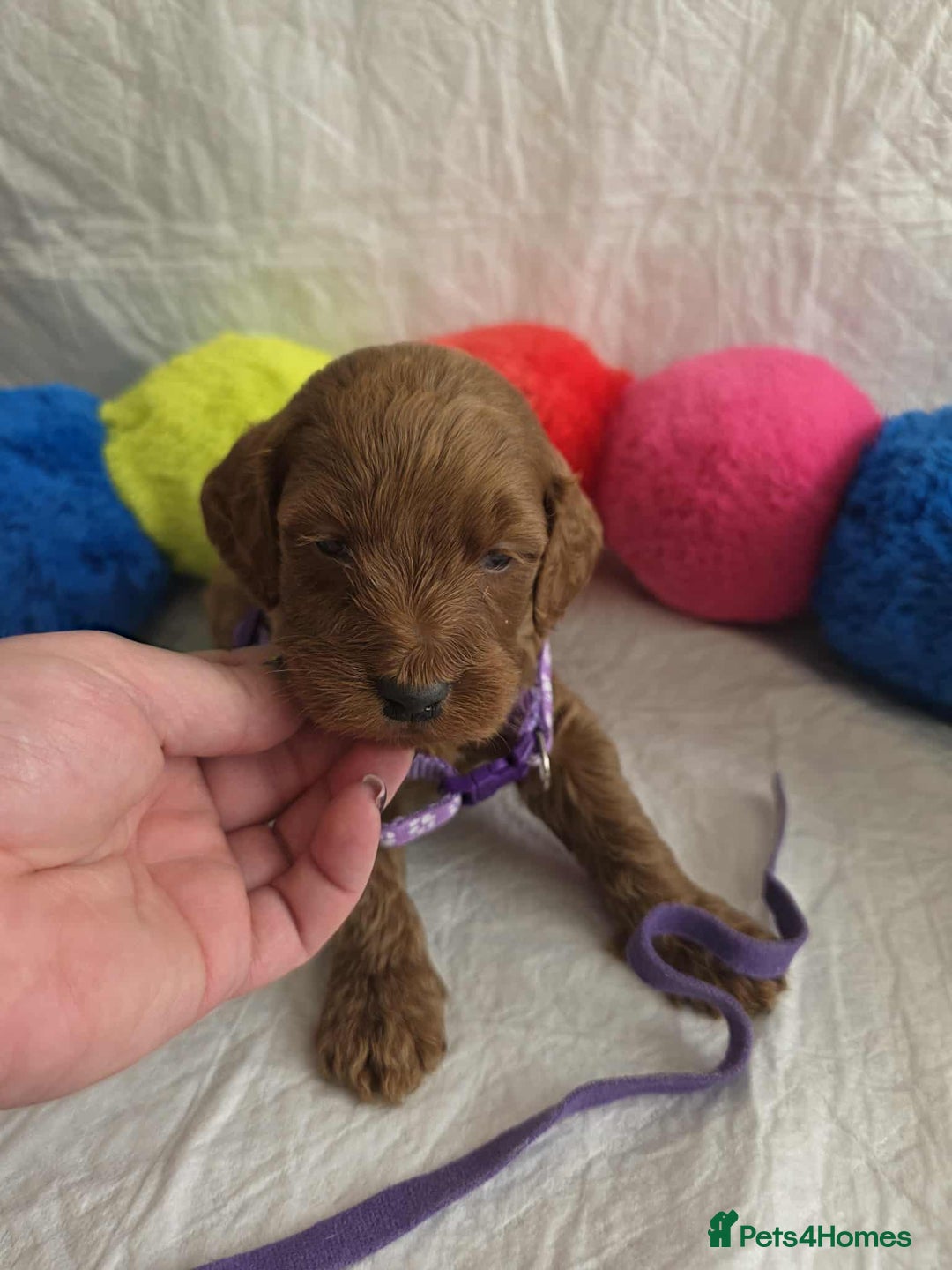 Goldendoodle dogs for sale: 👑Superb Rare Toy/Mini Deepest Red Goldendoodles👑 - Image 11