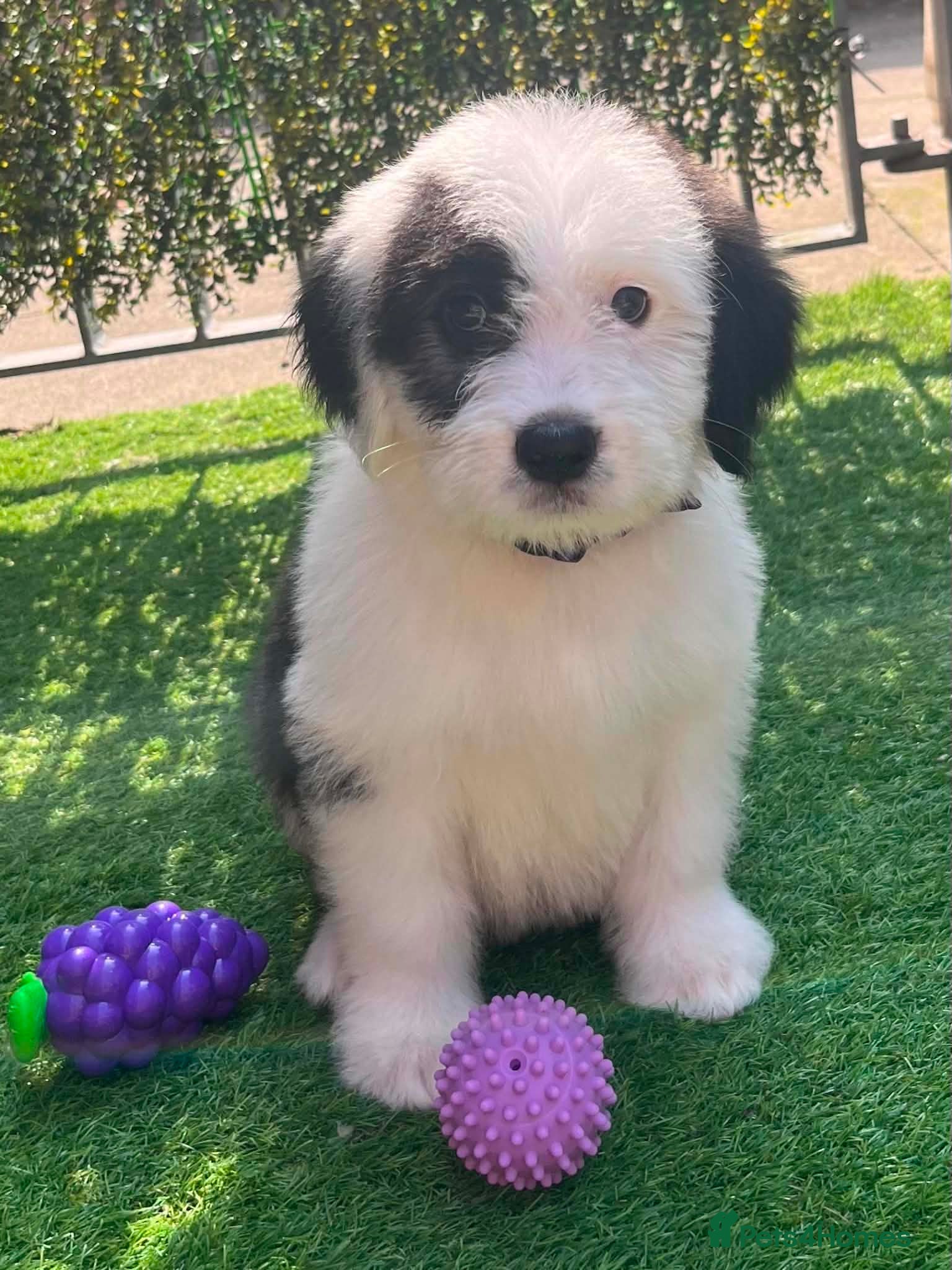 Old English Sheepdog dogs Old English x St Bernard SCOTLAND - Advert 2