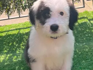 Old English Sheepdog dogs Old English x St Bernard SCOTLAND - Advert 2