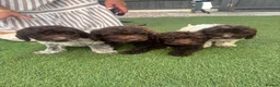 Cockapoo dogs for sale: 4 beautiful f1 cockapoos - Advert 3