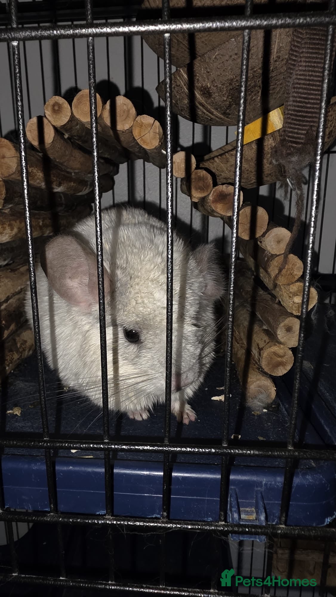 Chinchilla rodents Chinchillas for sale  - Advert 2