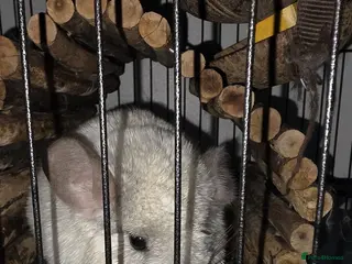 Chinchilla rodents Chinchillas for sale - Advert 1