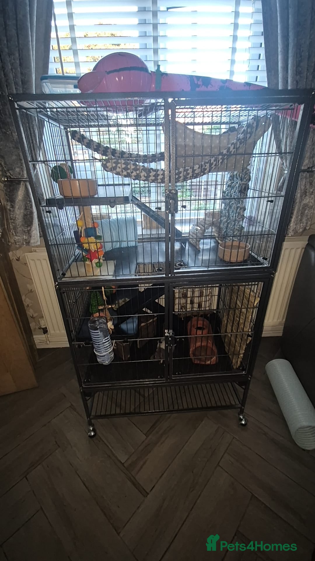 Rat rodents for sale: X2 male rats with cage  - Image 2