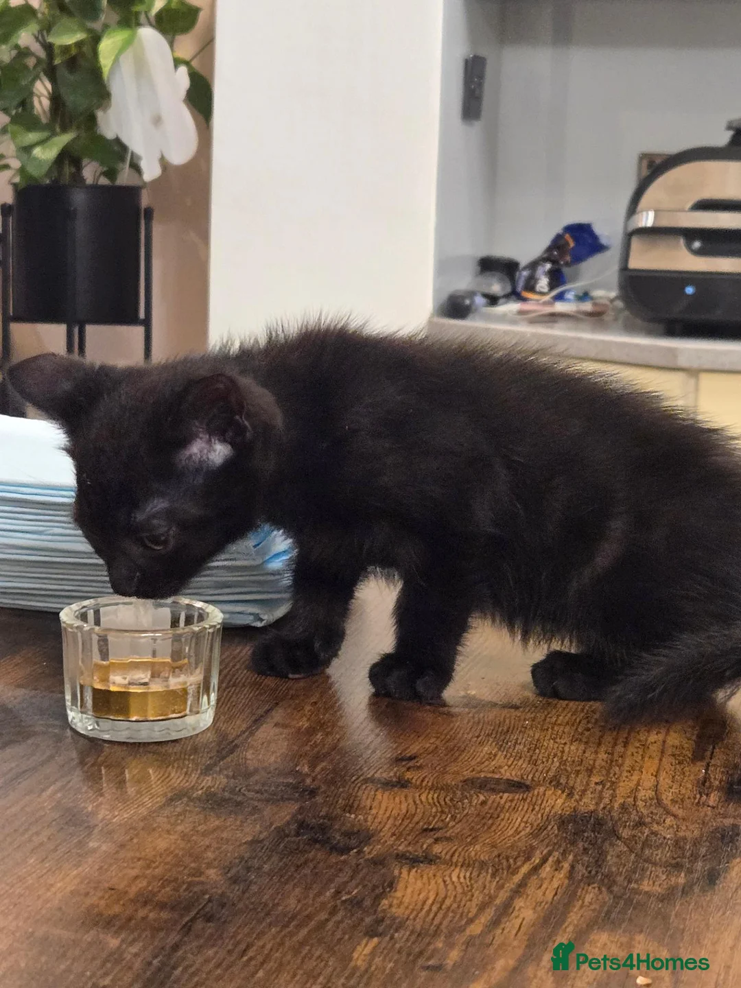 Mixed Breed cats for sale: Black kittens for sale  - Advert 6