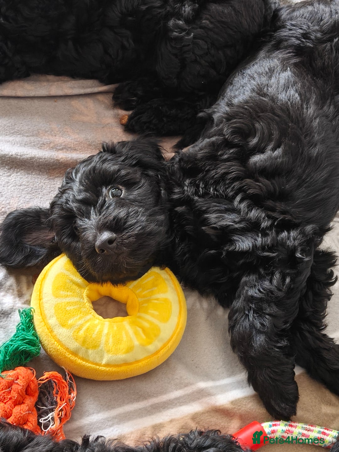 Cockapoo dogs for sale: F1b Cockapoo Puppies Last 3 Available – Ready Now. - Advert 7