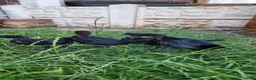 Chickens poultry for sale: Ayam Cemani Chicks – Hatched 12th June – Unsexed - Advert 3