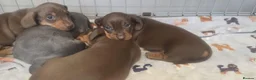 Miniature Dachshund dogs for sale: Adorable KC registered miniature dachshund puppies in Leeds - Advert 20