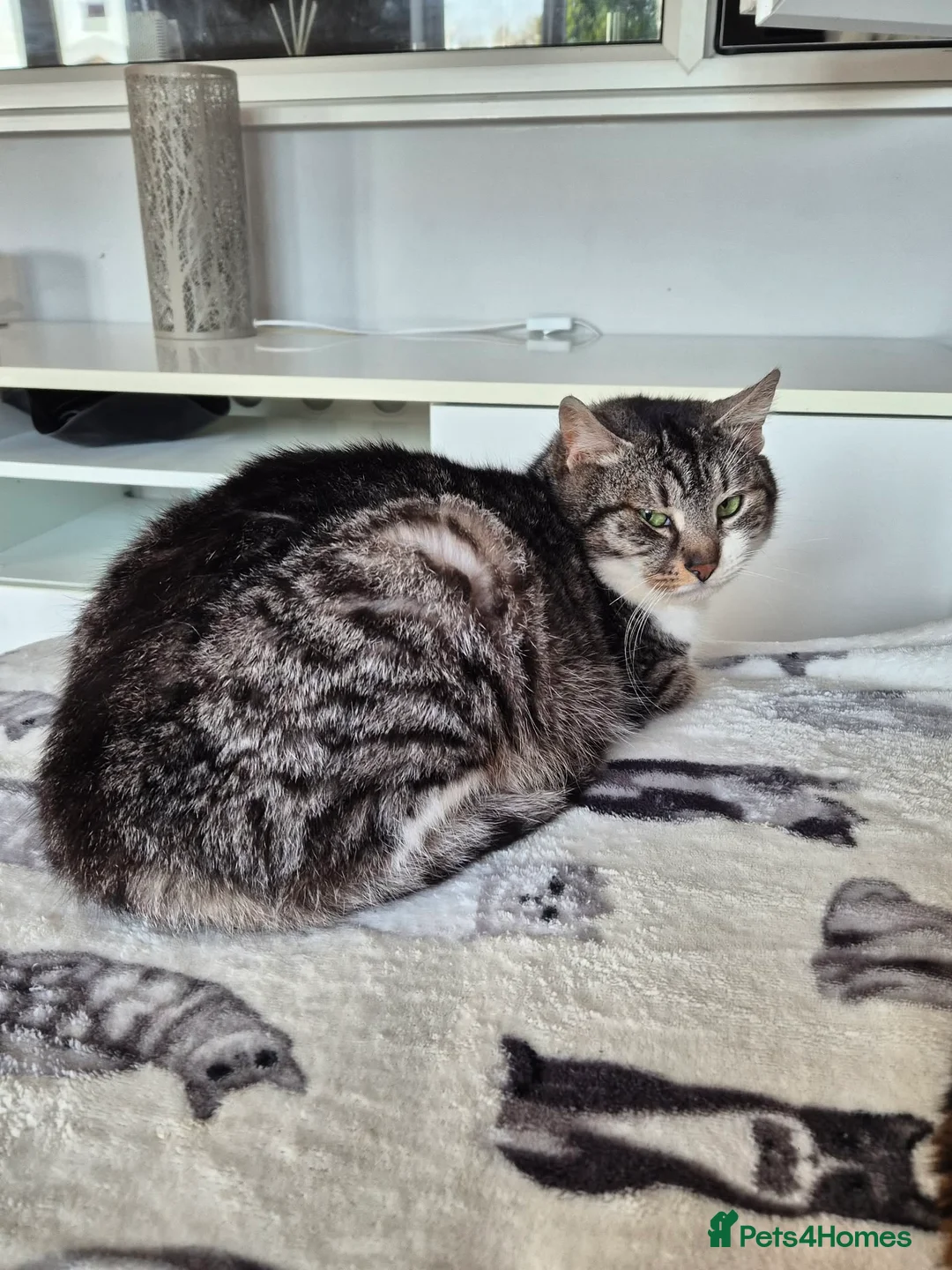 Mixed Breed cats for adoption: Mercury for adoption in Waterlooville - Advert 2