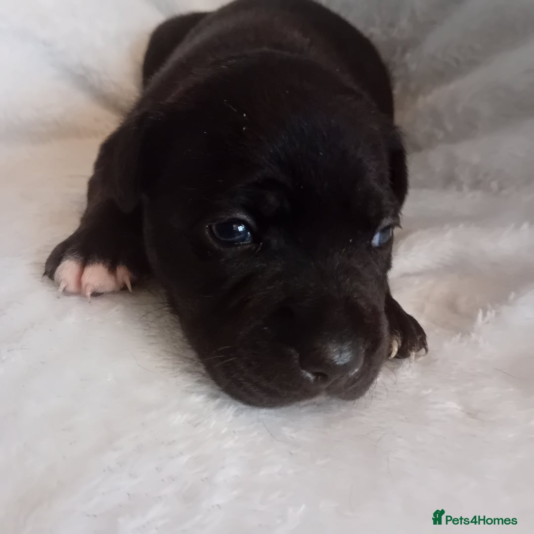Staffordshire Bull Terrier dogs for sale: Staffordshire bull terrier pups  - Advert 6