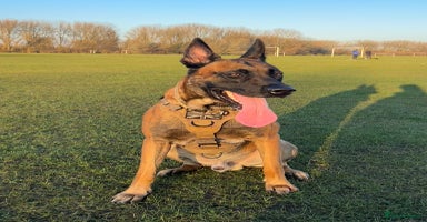 Belgian Shepherd Dog dogs - Advert 6