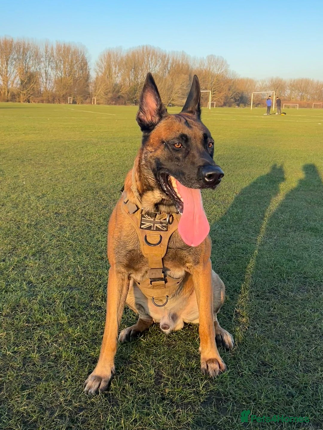 Belgian Shepherd Dog dogs for sale: Belgium Malinois Cross  - Image 3