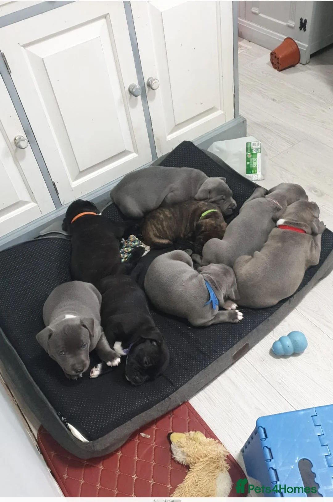 Staffordshire Bull Terrier dogs for stud: 💙 50+ LITTERS PROVEN. BLUE STUD 💙 in Erith - Advert 5