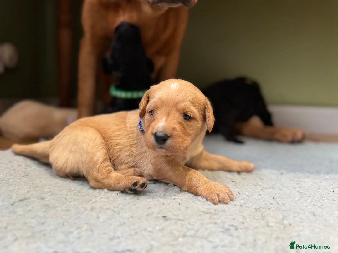 Labradoodle dogs for sale: Labradoodle F1 Puppies Health Tested Parents   - Advert 6