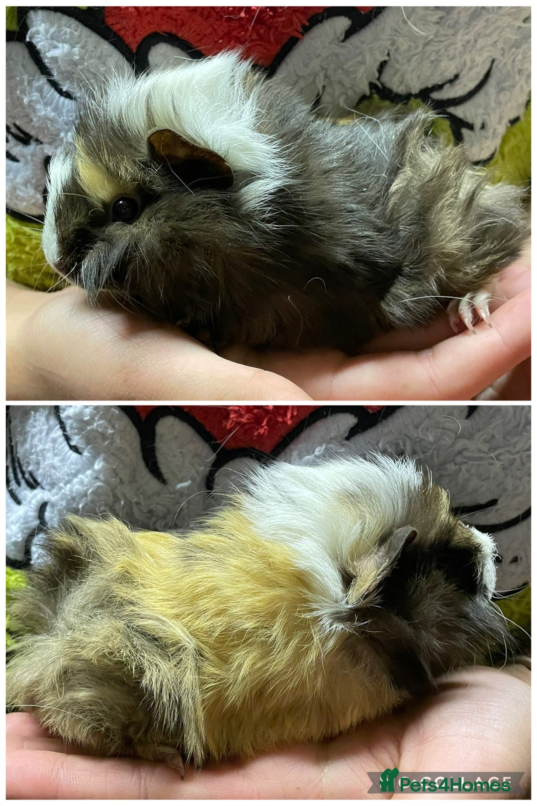 Guinea Pig rodents for sale: Baby sow girl guinea pigs  - Advert 2