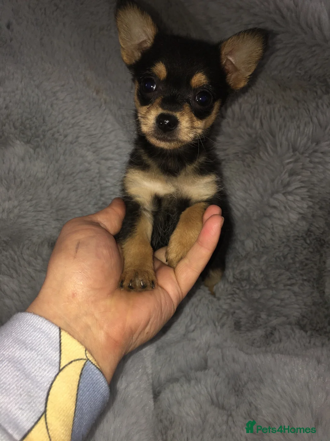 Chorkie dogs for sale: Beautiful chorkie babies - Advert 1
