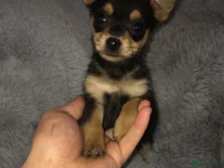 Chorkie dogs Beautiful chorkie babies - Advert 1