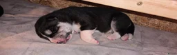 Huskita dogs for sale: Akita with 6% husky (Huskita) - Advert 27
