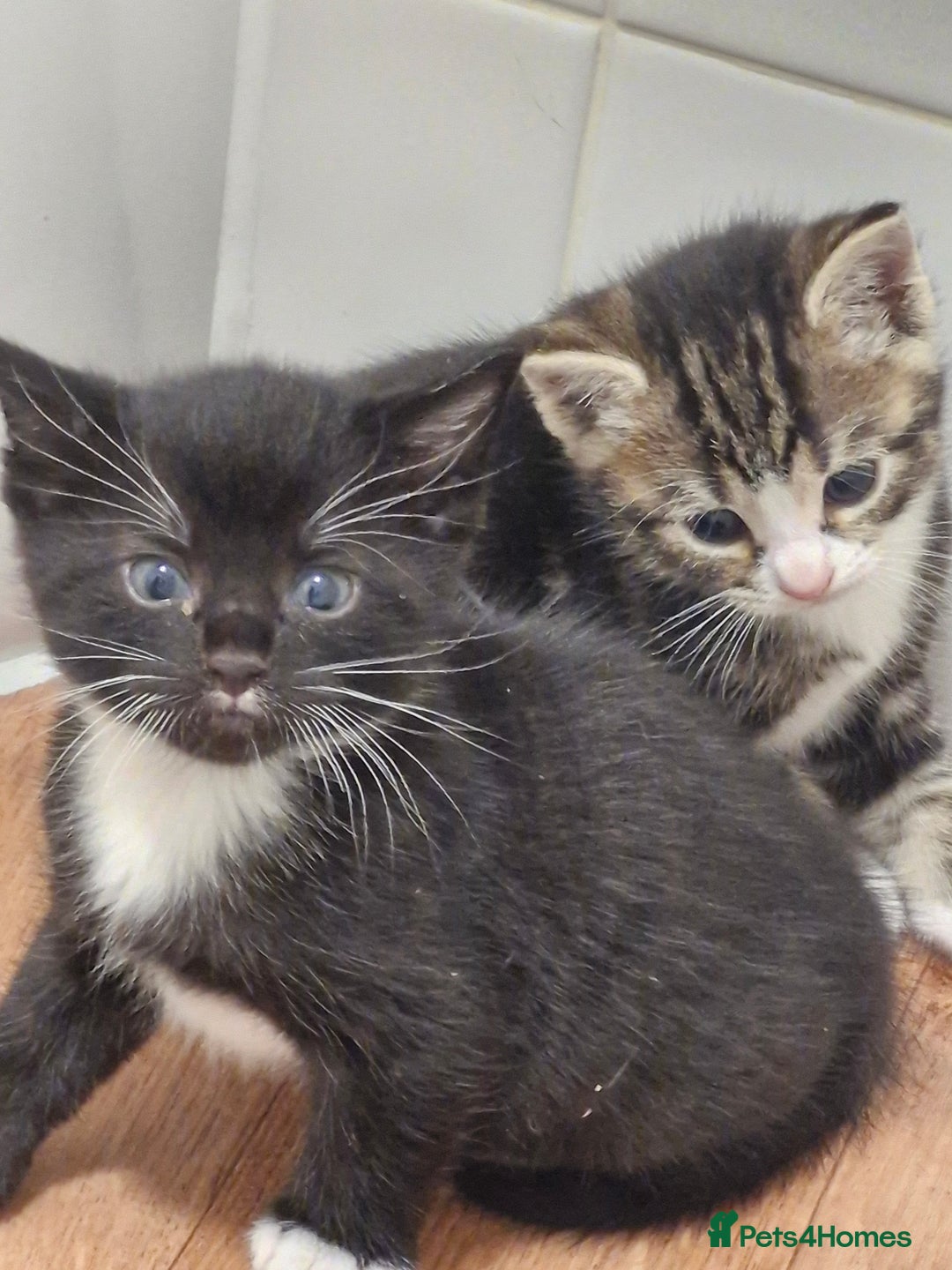 Mixed Breed birds for sale: Tuxedo & Tabby Domestic Short-hair Kittens - Image 3