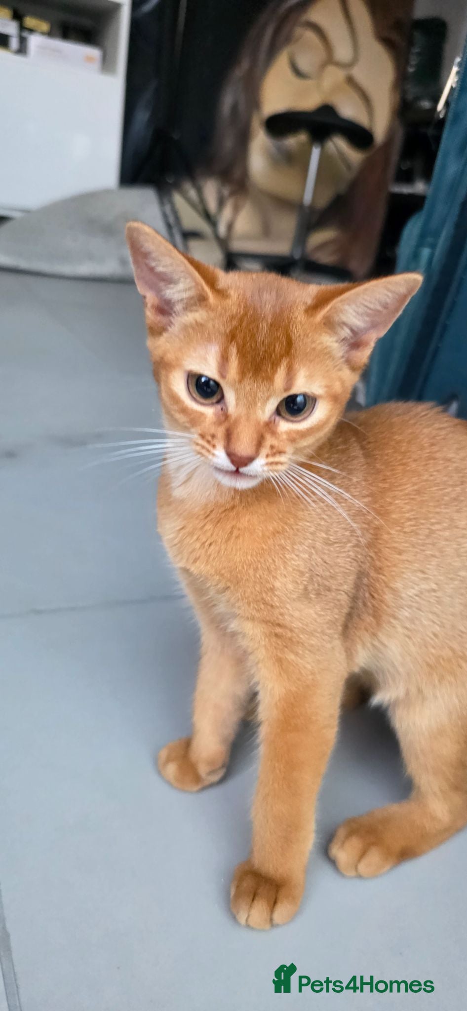 Abyssinian cats Beautiful Abyssinian female kittens  - Advert 1