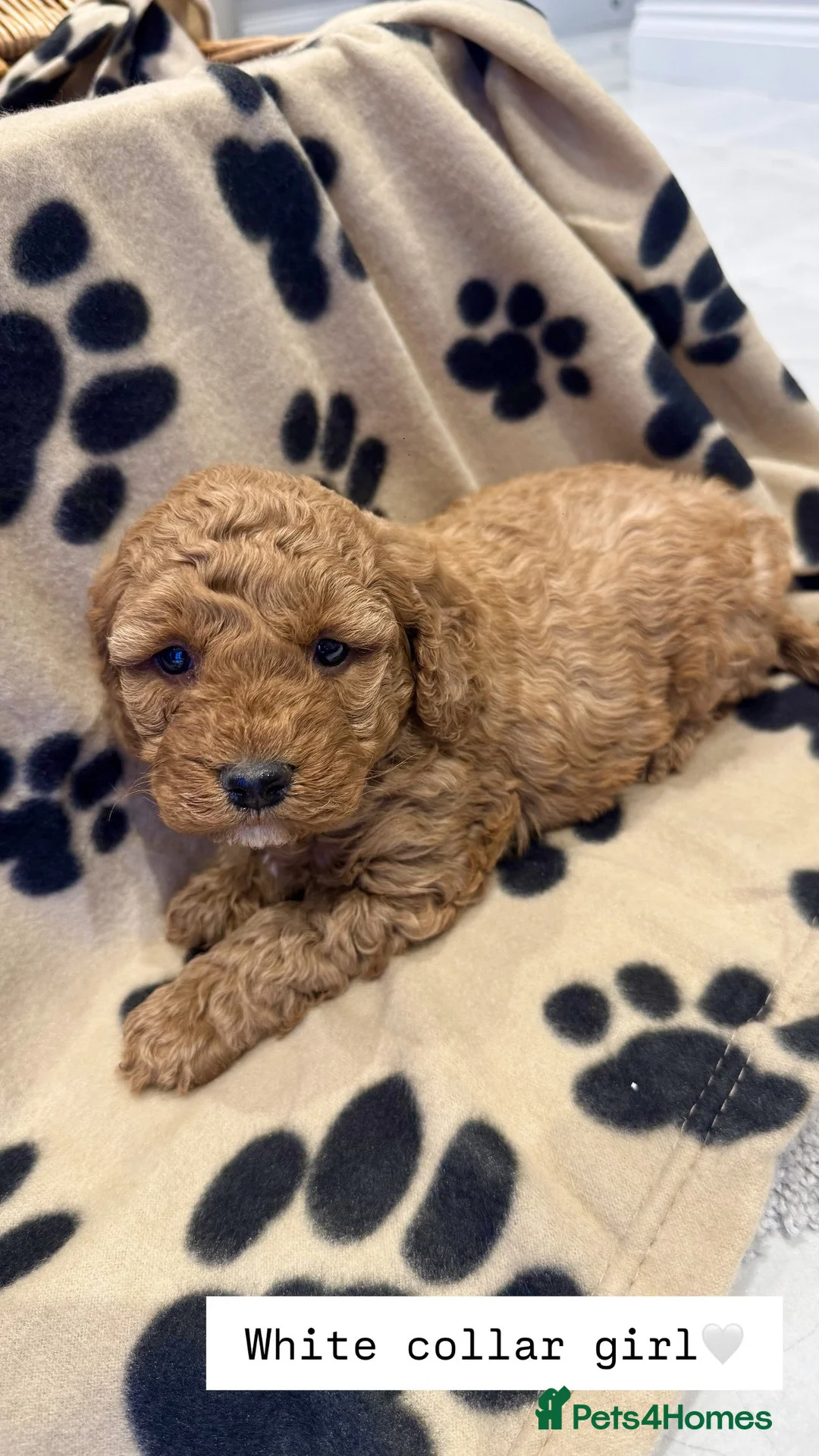 Cockapoo dogs for sale:  Stunning F1b Cockapoo Puppies Available  - Advert 7