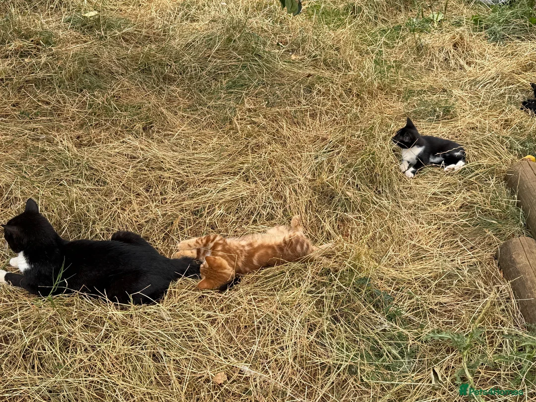Mixed Breed cats for sale: Stunning farm kittens for sale - Advert 7