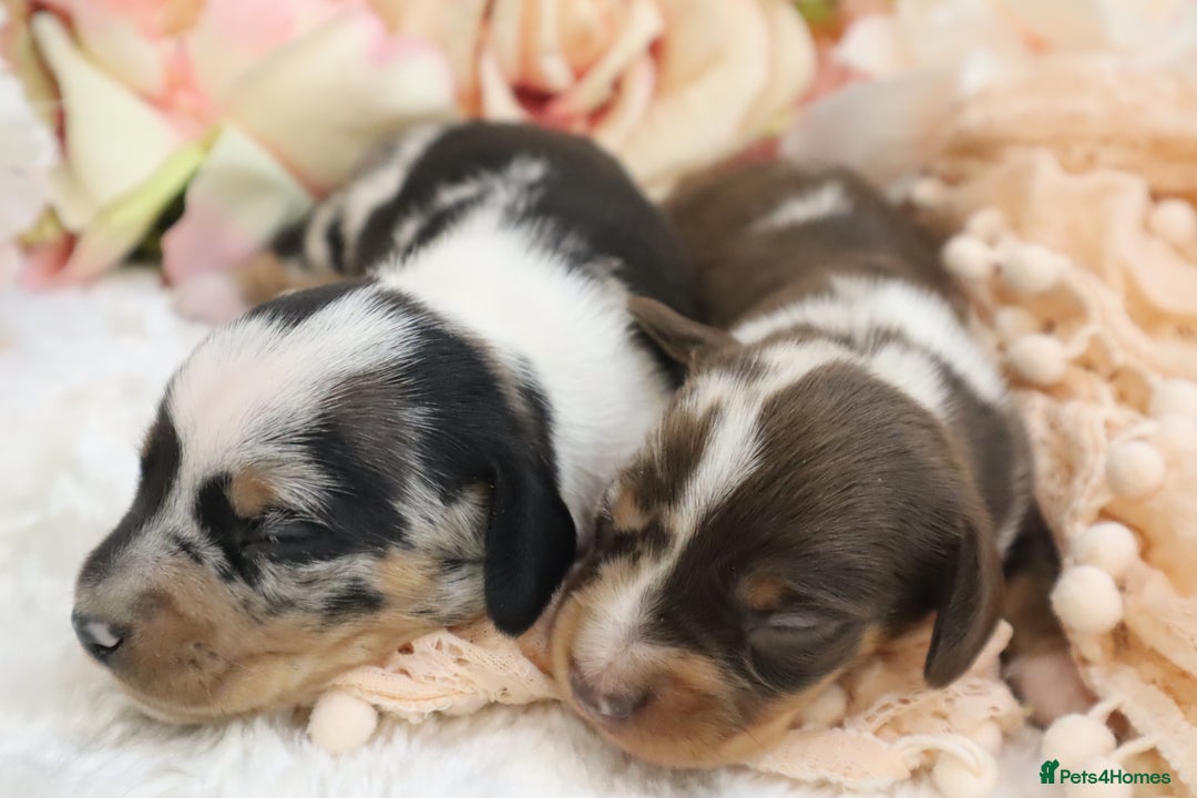 Miniature Dachshund dogs for sale: KC Miniature Dachshund Puppies - Image 29
