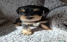 Miniature Schnauzer dogs for sale: Miniature Schnauzer beauties - Image 6