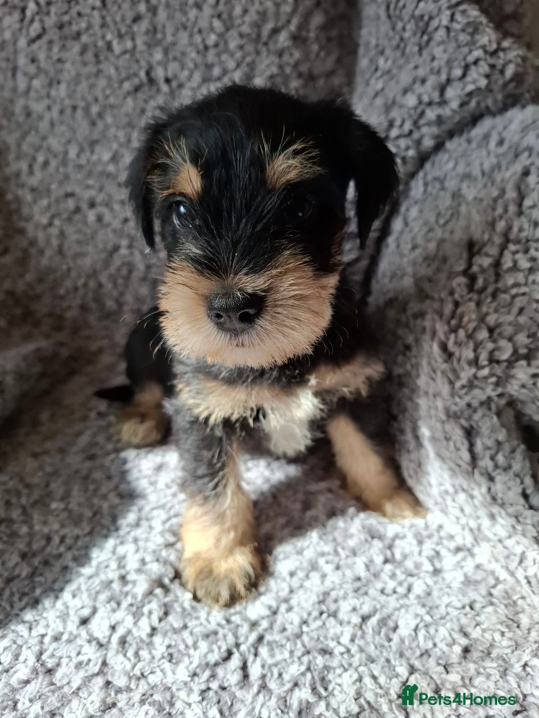 Miniature Schnauzer dogs for sale: Miniature Schnauzer beauties - Image 6