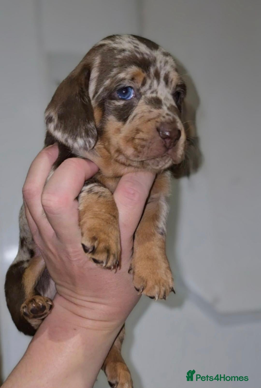 Miniature Dachshund dogs Chocolate/Tan Mini Dachshunds, Long Haired/Dapple - Advert 3