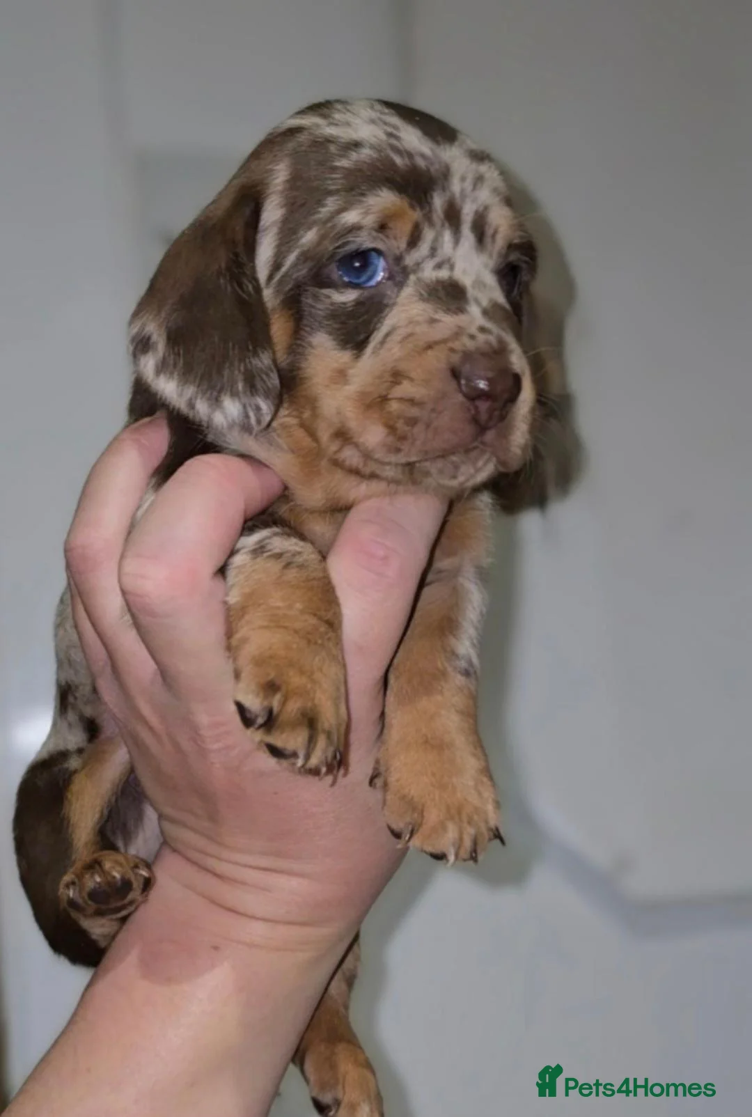 Miniature Dachshund dogs for sale: Chocolate/Tan Mini Dachshunds, Long Haired/Dapple - Advert 2