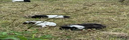 Guinea Pig rodents for sale: Guinea Pigs for Sale. Cheap! - Advert 8