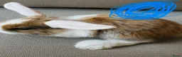 Mixed Breed rabbits for sale: Mini lops and lionhead baby rabbits - Advert 9