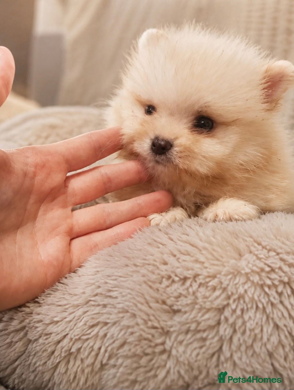 Pomeranian dogs Beautiful Pomeranian Puppies  - Advert 16