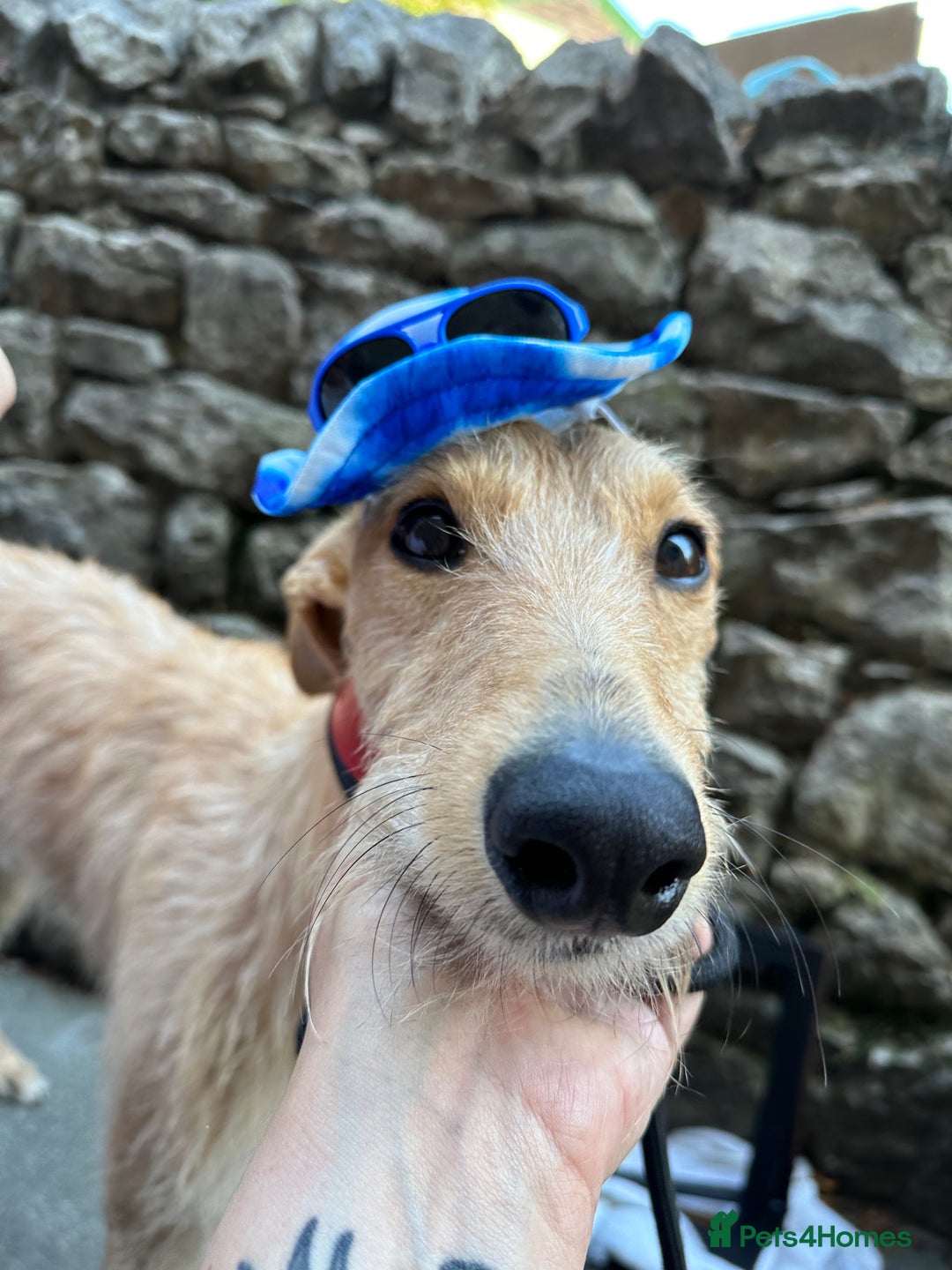 Mixed Breed dogs for sale: Rudy, 3 year old Saluki Greyhound - FREE  - Image 9