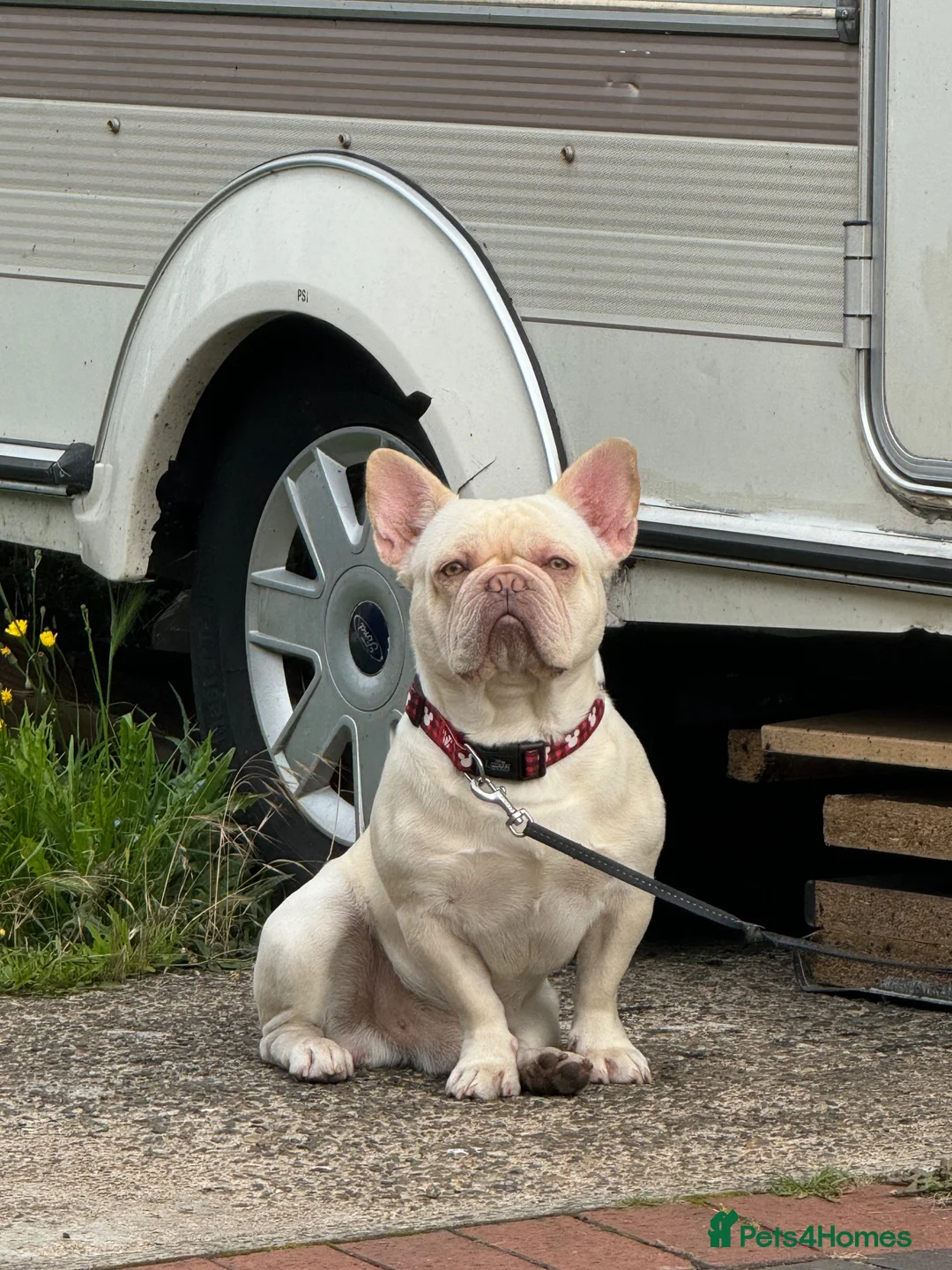 French Bulldog dogs for stud: Platinum French bulldog  in Wrexham - Advert 2