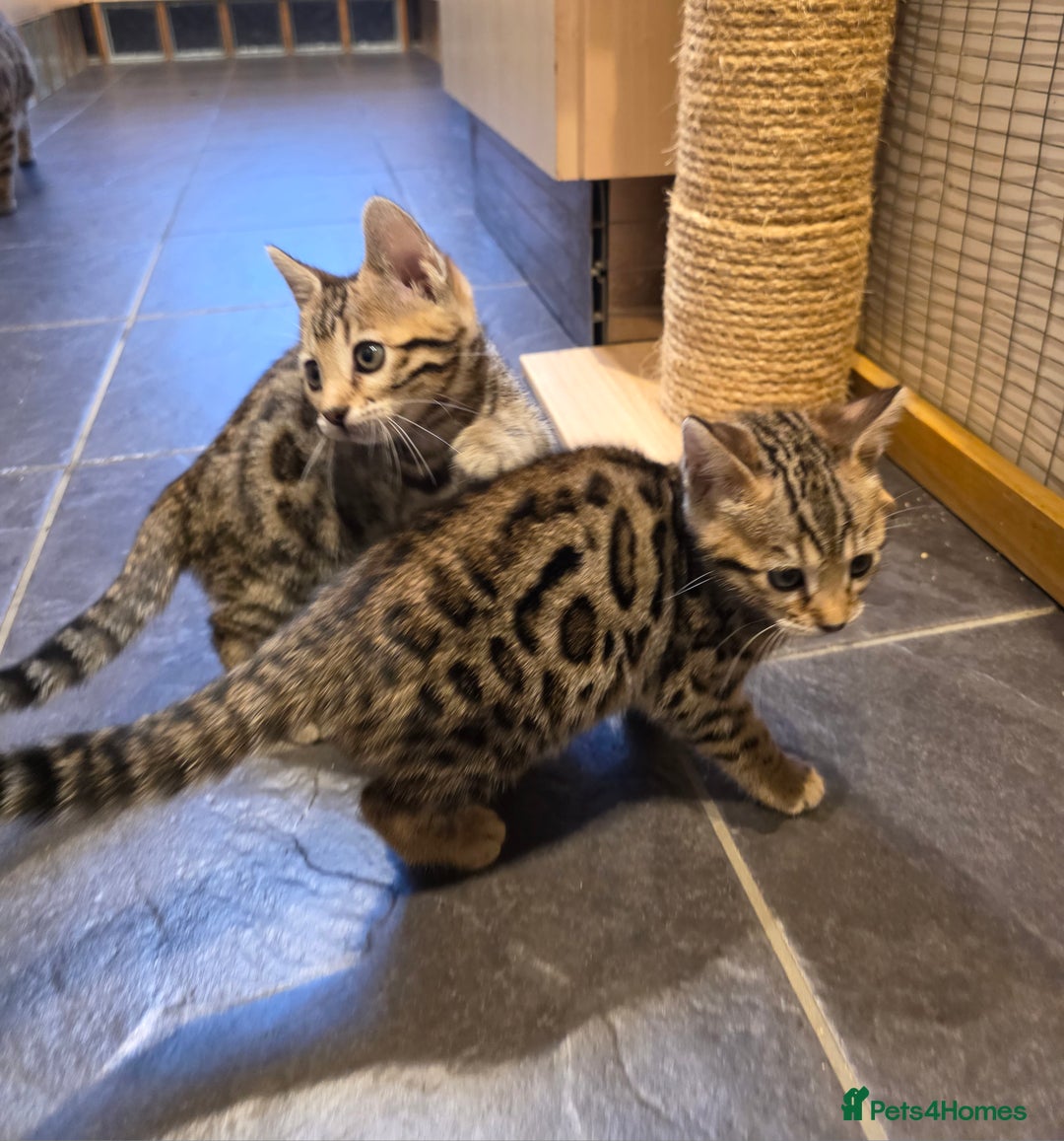 Bengal cats for sale: Outstanding quality Brown rosetted bengal kittens  - Advert 5