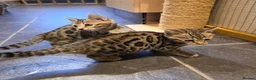 Bengal cats for sale: Outstanding quality Brown rosetted bengal kittens  - Advert 5