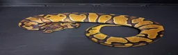 Python Snake reptiles for sale: Royal Pythons Male and Females  - Advert 3