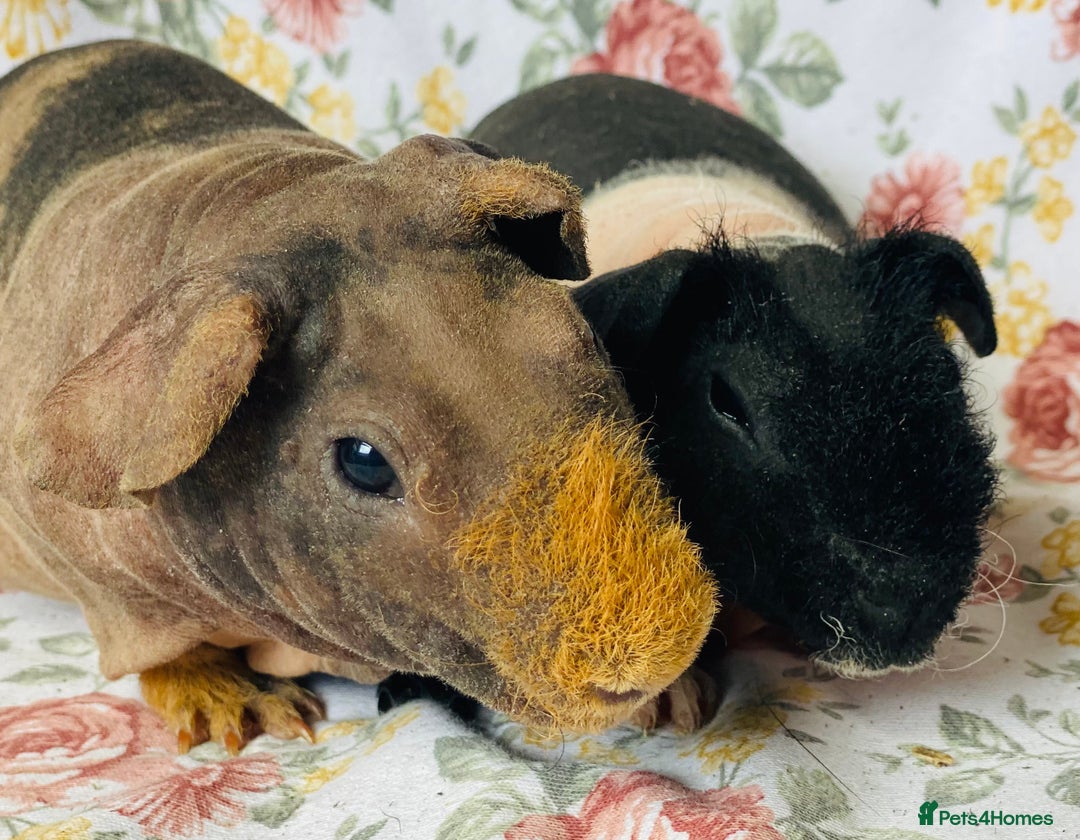 Guinea Pig rodents for sale: Pair of skinny pig baby boys ready now - Image 2