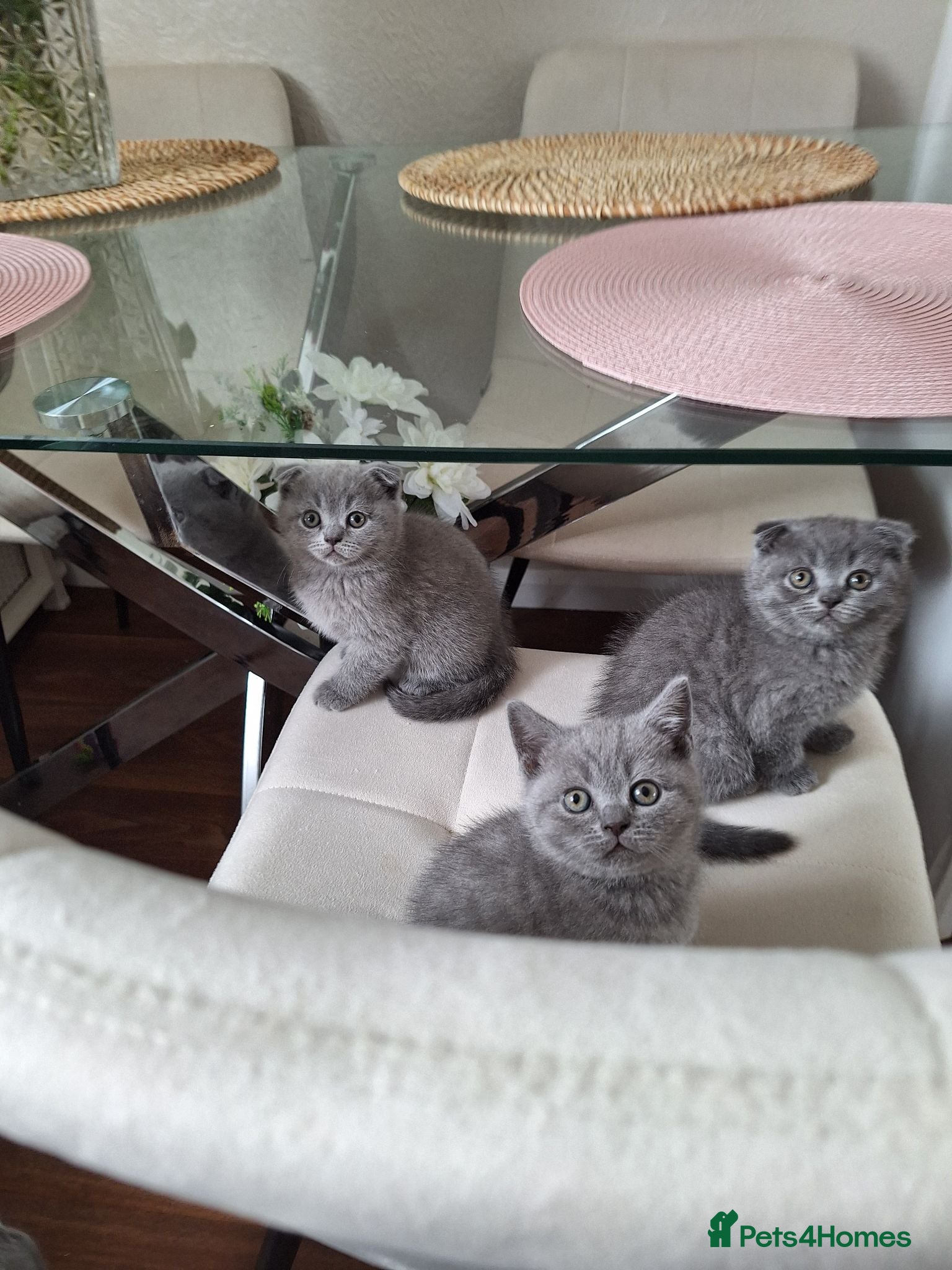 Scottish Fold cats Pure breed Scotish Fold kittens for sale - Advert 2