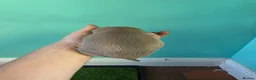 Italian Greyhound dogs for sale: Stunning Italian Greyhound Puppies  - Advert 14