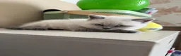 British Shorthair cats for sale: 2 x Colourpoint British Shorthair Kittens in Rayleigh - Advert 9