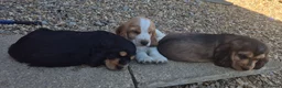 Cocker Spaniel dogs for sale: Outstanding Cocker Spaniel puppies READY NOW - Advert 20